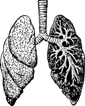 diagram of human lungs